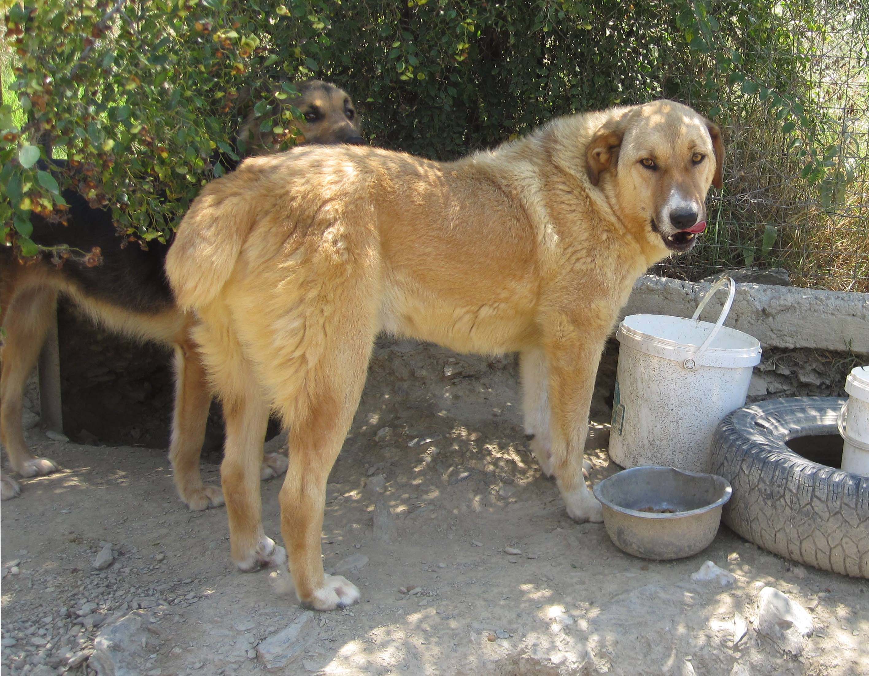 Richard  Zorro Dogsavior