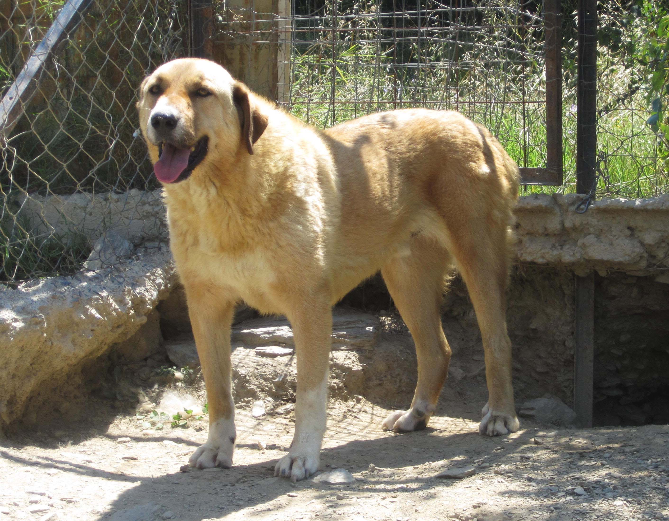 Richard  Zorro Dogsavior 