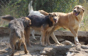 Richard_und_Freunde_Zorro-Tierschutz