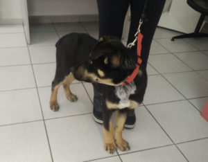 Salty_Zorro_Dogsavior_Griechenland