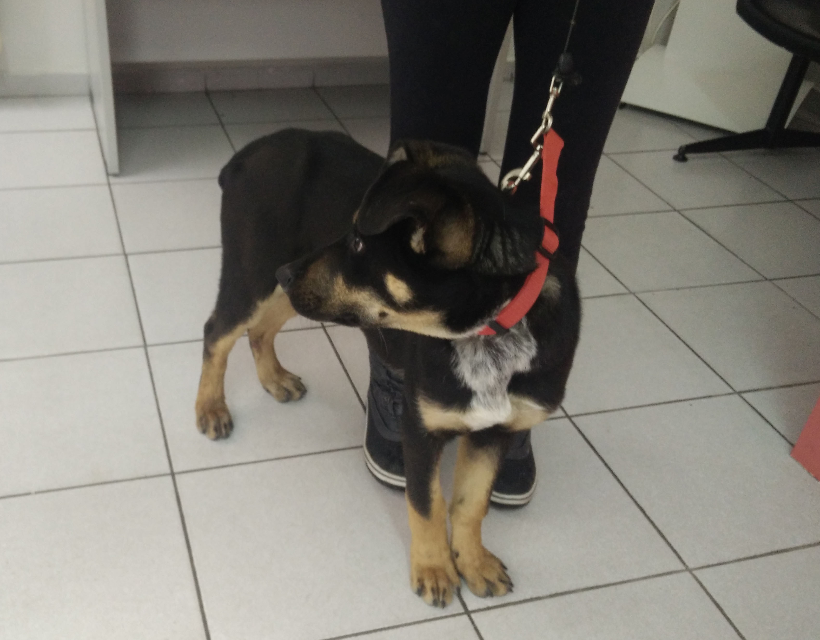 Salty_Zorro_Dogsavior_Griechenland