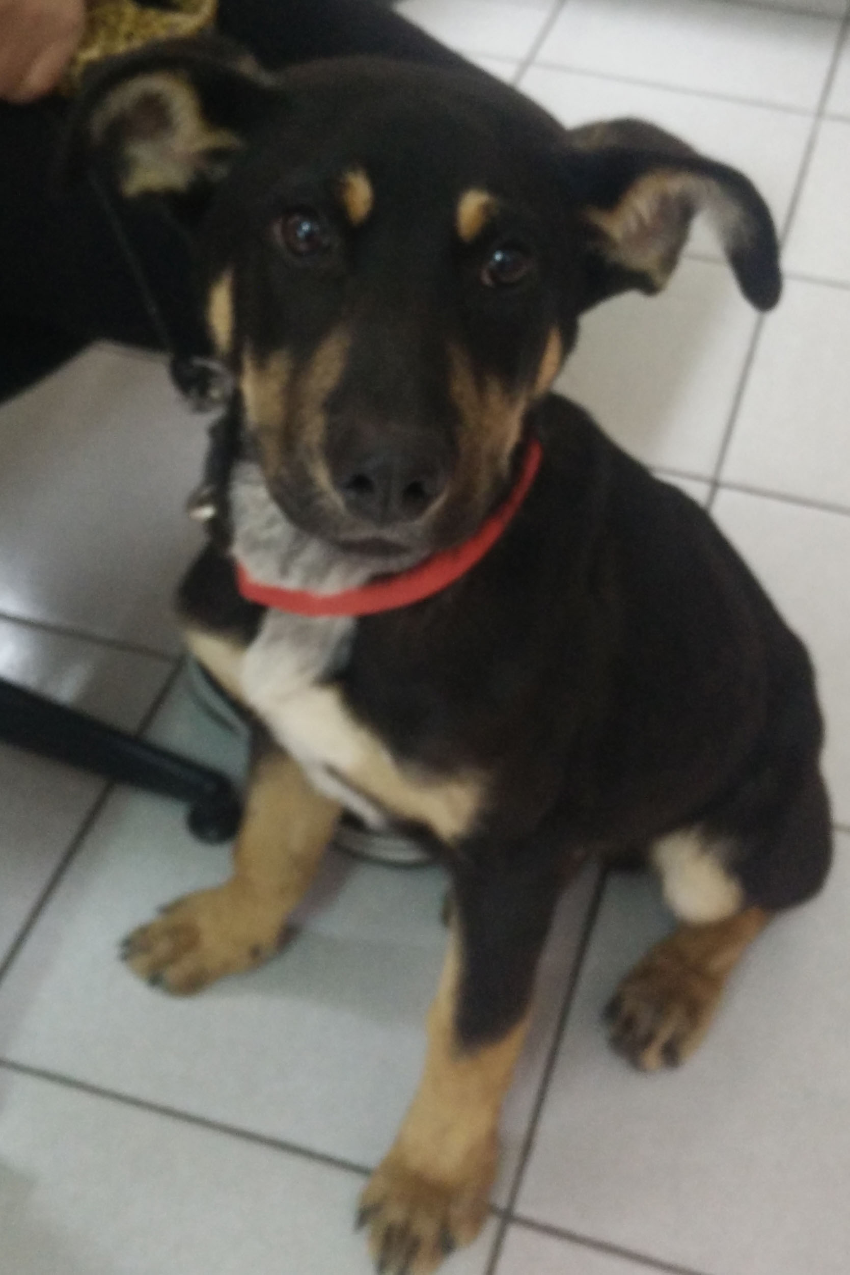Salty_Zorro_Dogsavior_Griechenland_02