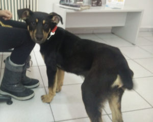 Salty_Zorro_Dogsavior_Griechenland_03