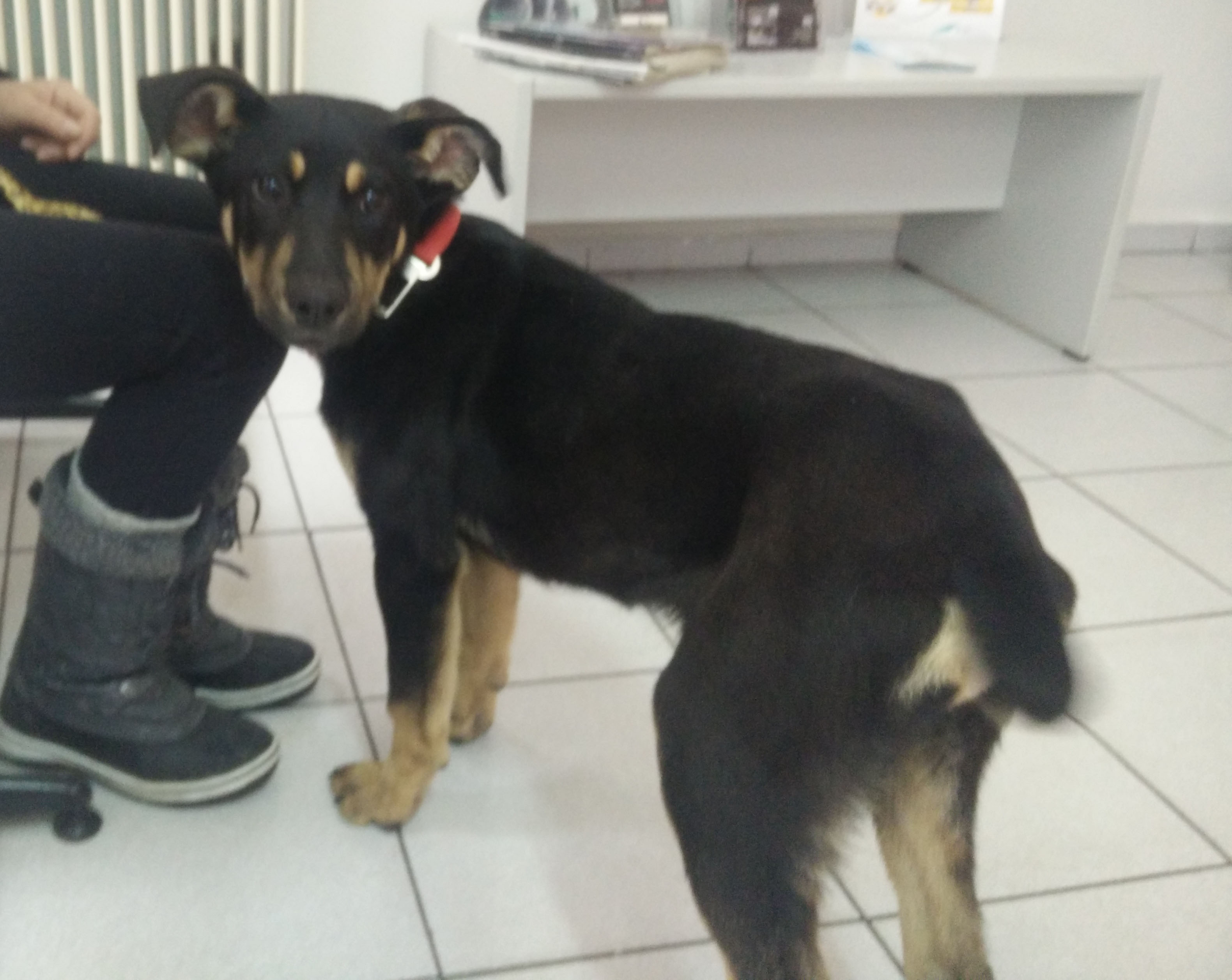 Salty_Zorro_Dogsavior_Griechenland_03