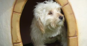 Silky Beitragsbild Zorro Dogsavior Tierschutz 1
