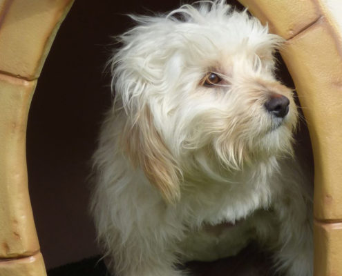 Silky Beitragsbild Zorro Dogsavior Tierschutz 1