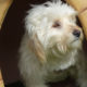 Silky Beitragsbild Zorro Dogsavior Tierschutz 1