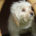 Silky Beitragsbild Zorro Dogsavior Tierschutz