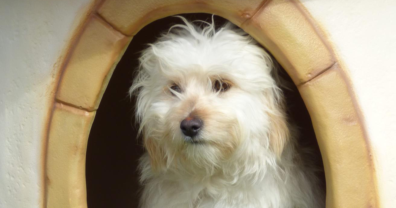 Silky Beitragsbild Zorro Dogsavior