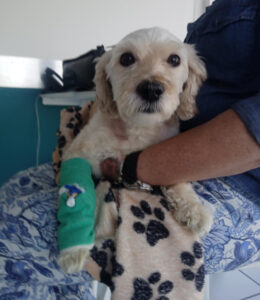 Silky Zorro Dogsavior Mai25 1