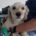 Silky Zorro Dogsavior Mai25 Beitragsbild
