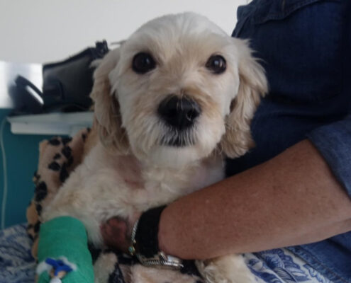 Silky Zorro Dogsavior Mai25 Beitragsbild