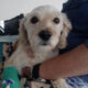 Silky Zorro Dogsavior Mai25 Beitragsbild