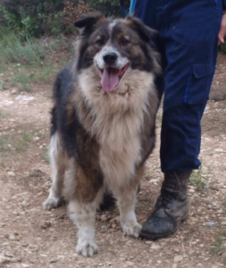 Yuma Zorro Dogsavior 20