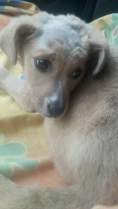 Zoi Zorro Dogsavior Tierschutz Griechenland 05