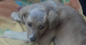 Zoi Zorro Dogsavior Tierschutz Griechenland Beitragsbild