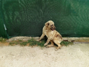 Balu Tierschutz Junghund