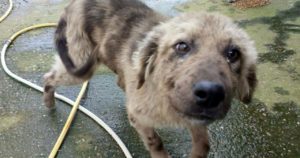 Balu Zorro Tierschutz Beitragsbild