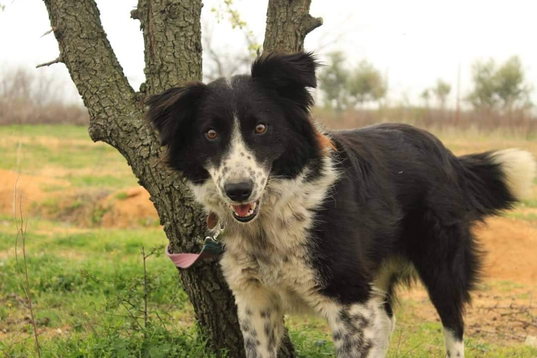 Betty Zorro Dogsavior April19