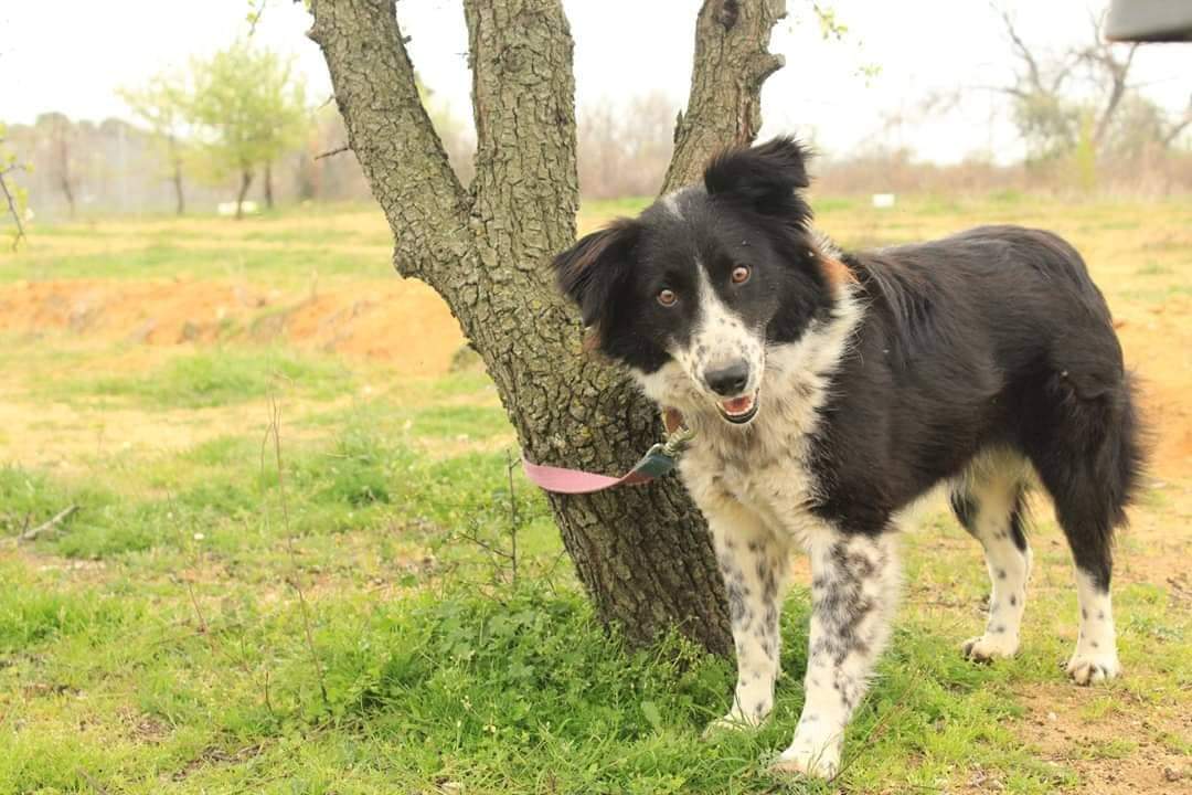 Betty Zorro Dogsavior April19 