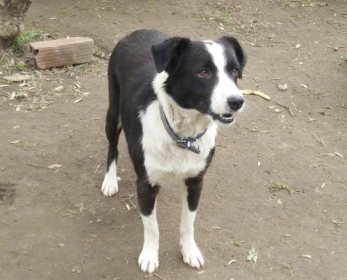 Christine Zorro Dogsavior Tierschutz