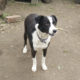 Christine Zorro Dogsavior Tierschutz