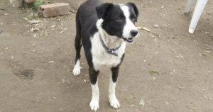 Christine Zorro Dogsavior Tierschutz Beitragsbild