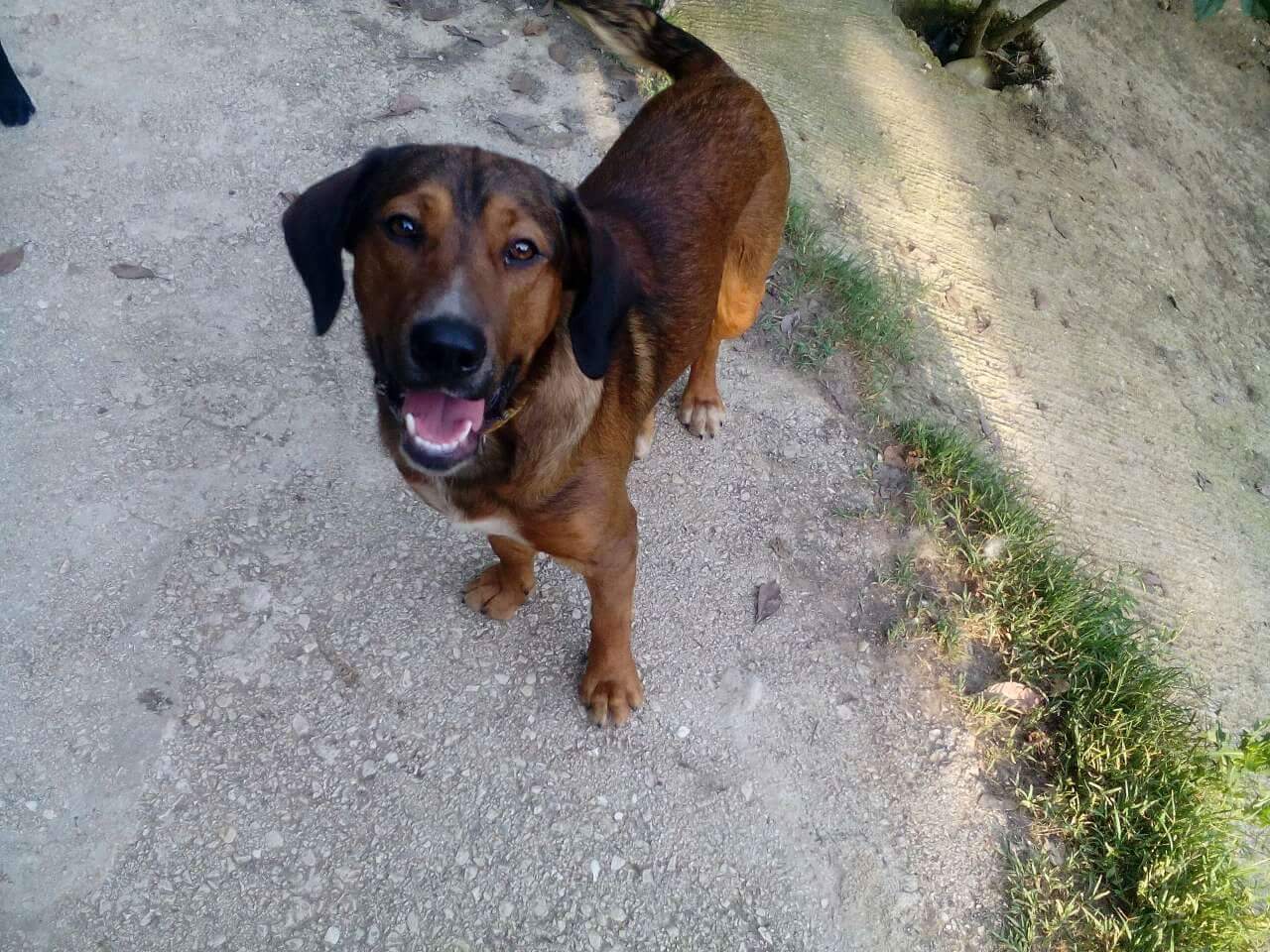 El Nino Zorro Dogsavior Sept