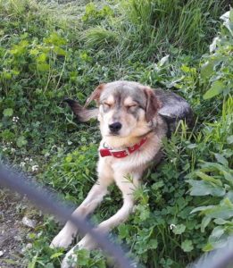 Faith Zorro Dogsavior 01 1