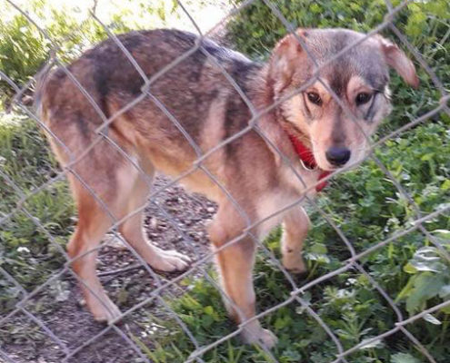 Faith Zorro Dogsavior Beitragsbild