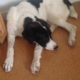 Frida Zorro Dogsavior Greichenland 02