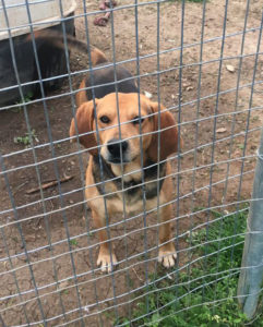 Jack Zorro Dogsavior Greece 01