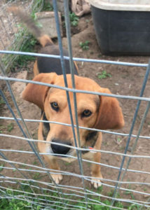 Jack Zorro Dogsavior Greece 02