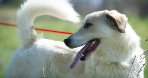 Neos Zorro Dogsavior Beitragsbild 1