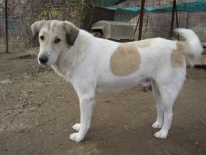 Neos Zorro Dogsavior Okt 1