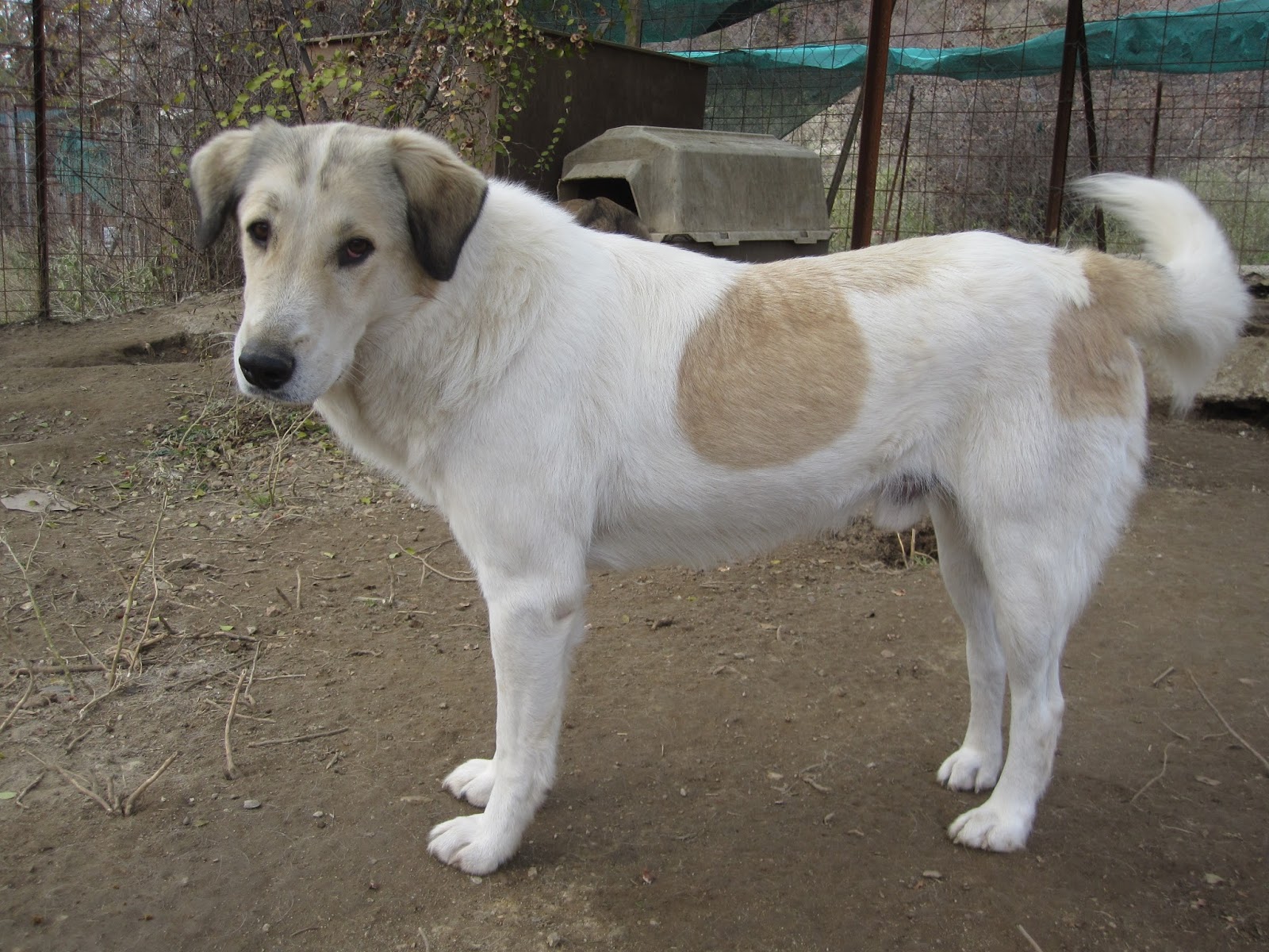 Neos Zorro Dogsavior Okt 1