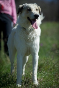 Neos Zorro Dogsavior Okt1 1