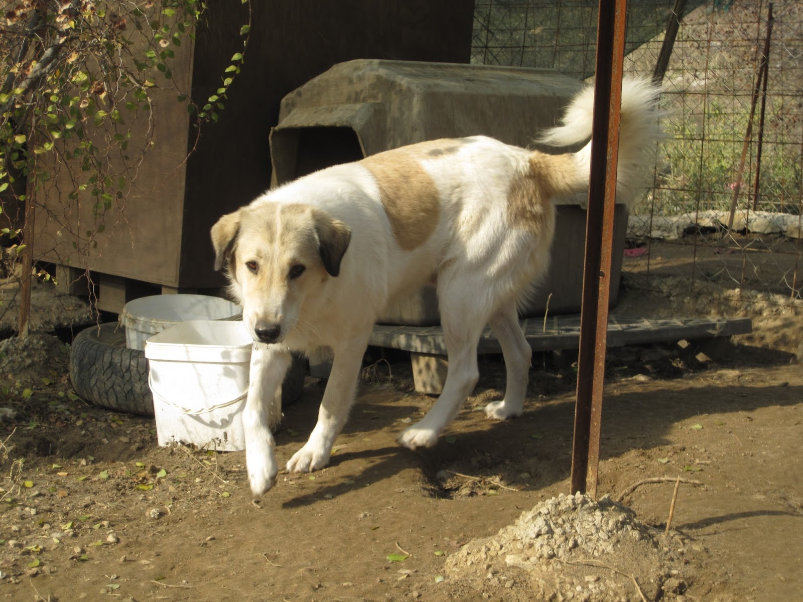 Neos Zorro Dogsavior Okt4