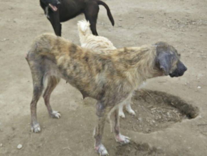 Ronja Zorro Dogsavior