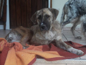 Ronja Zorro Dogsavior 20