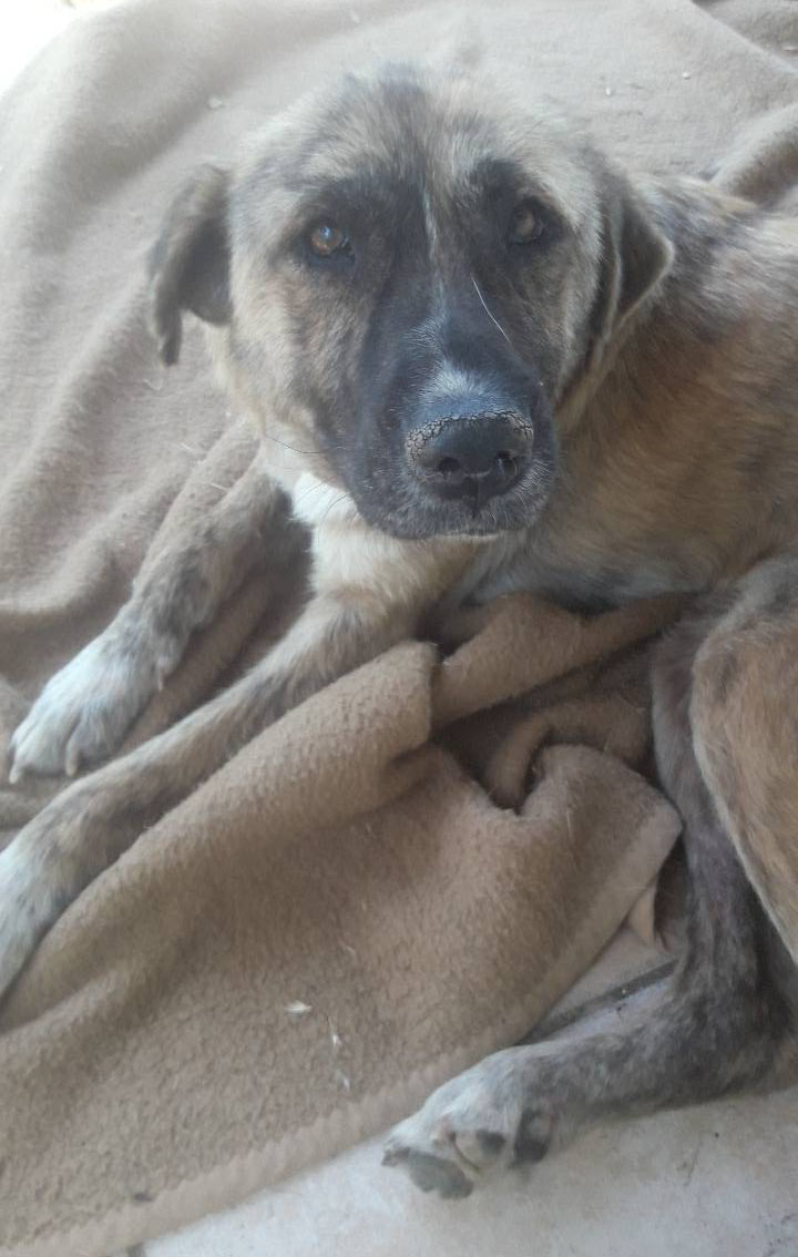 Ronja Zorro Dogsavior 23
