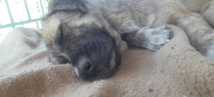 Ronja Zorro Dogsavior 25