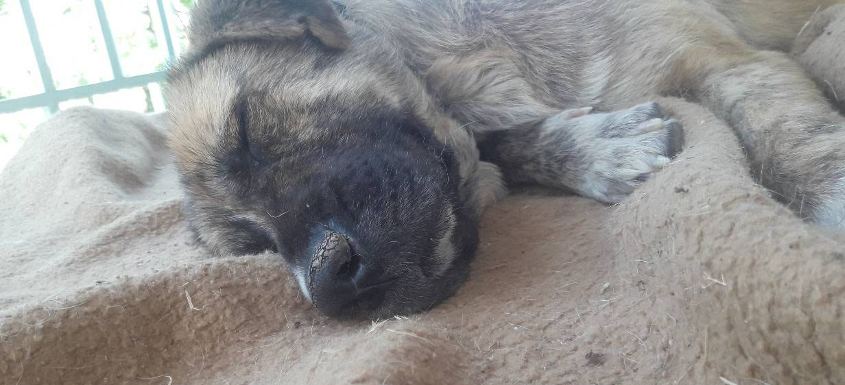 Ronja Zorro Dogsavior 25