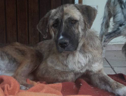 Ronja Zorro Dogsavior Beitragsbild neu