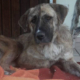 Ronja Zorro Dogsavior Beitragsbild neu