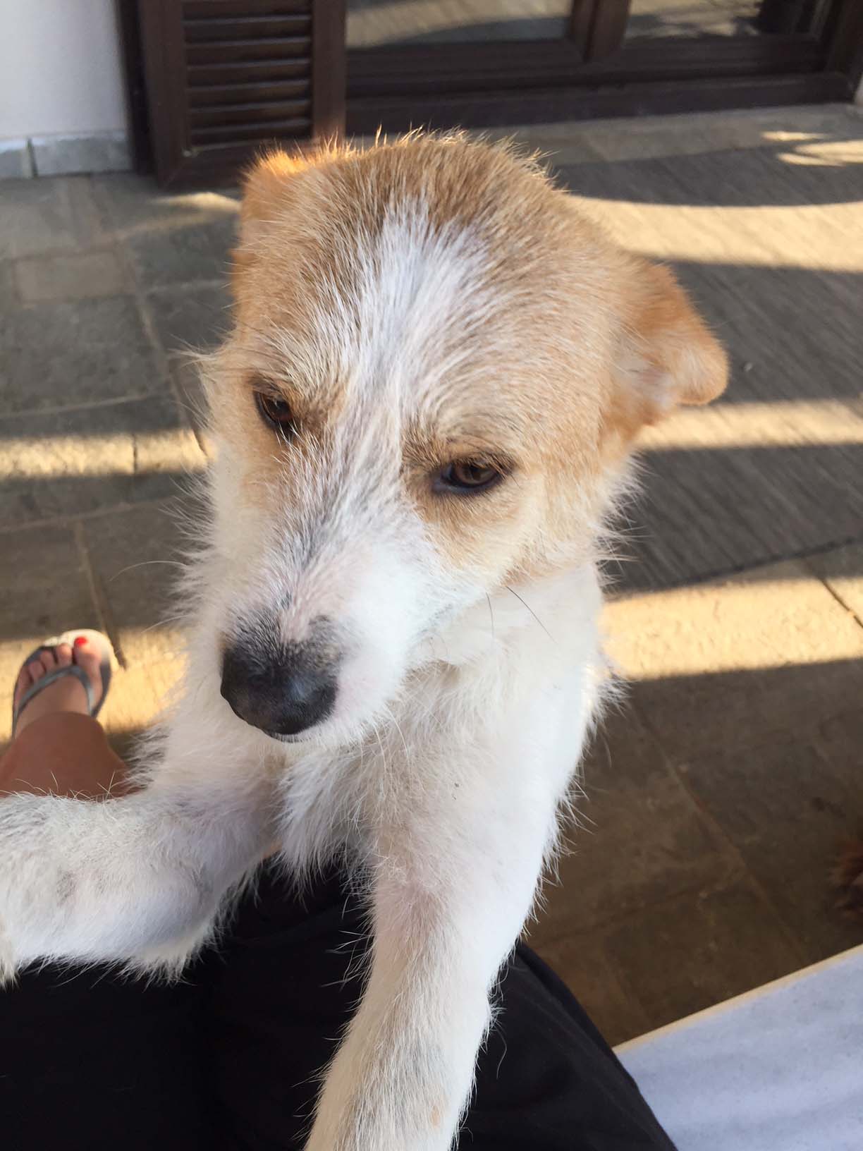RudyJunior Zorro Dogsavior  30
