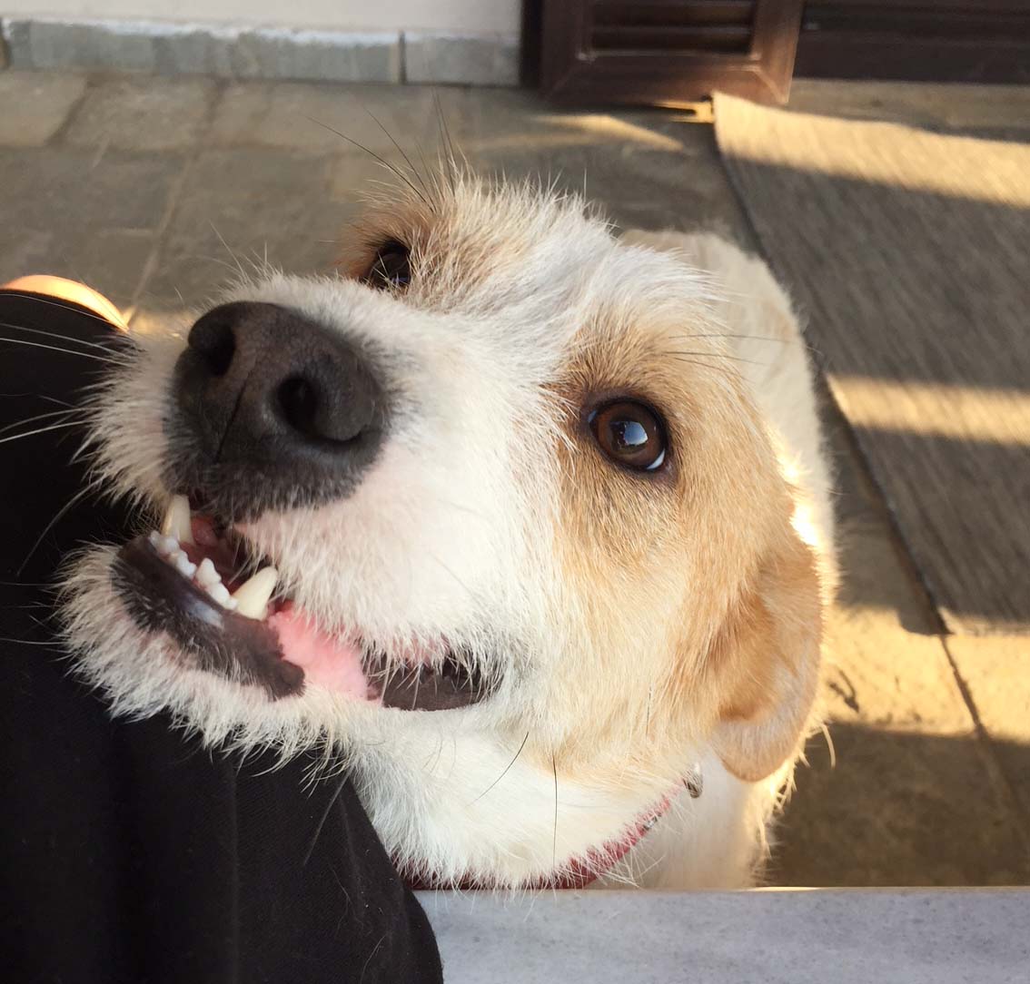 RudyJunior Zorro Dogsavior  31