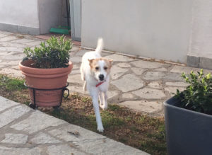 Rudy Zorro Dogsavior 21