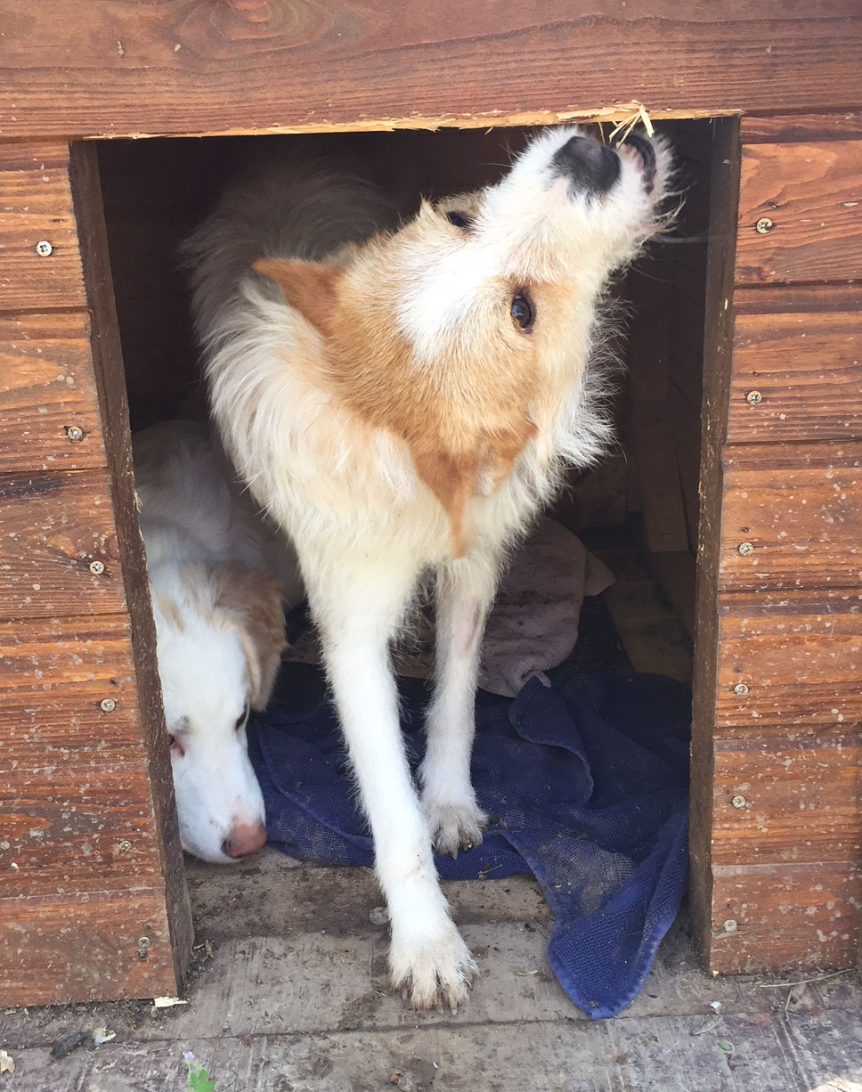 Rudy Zorro Dogsavior Griechenland 30