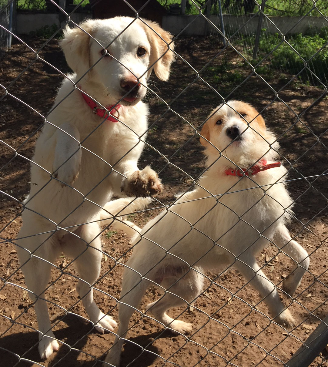Rudy mit Sandy Zorro Dogsavior 31
